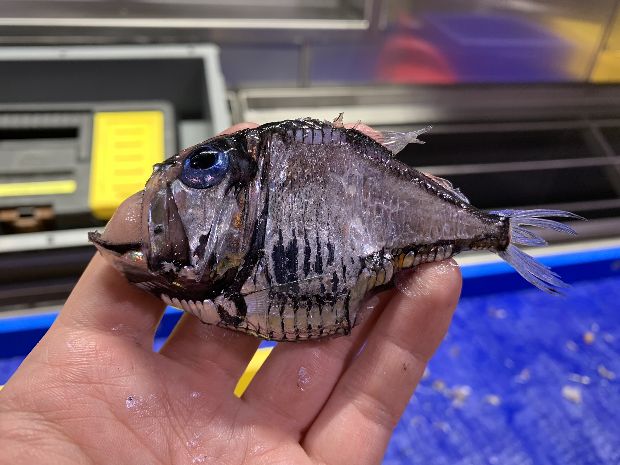 深海魚の幼生は「桿体先行型」で眼を作る ― 脊椎動物視覚発達の常識を覆す