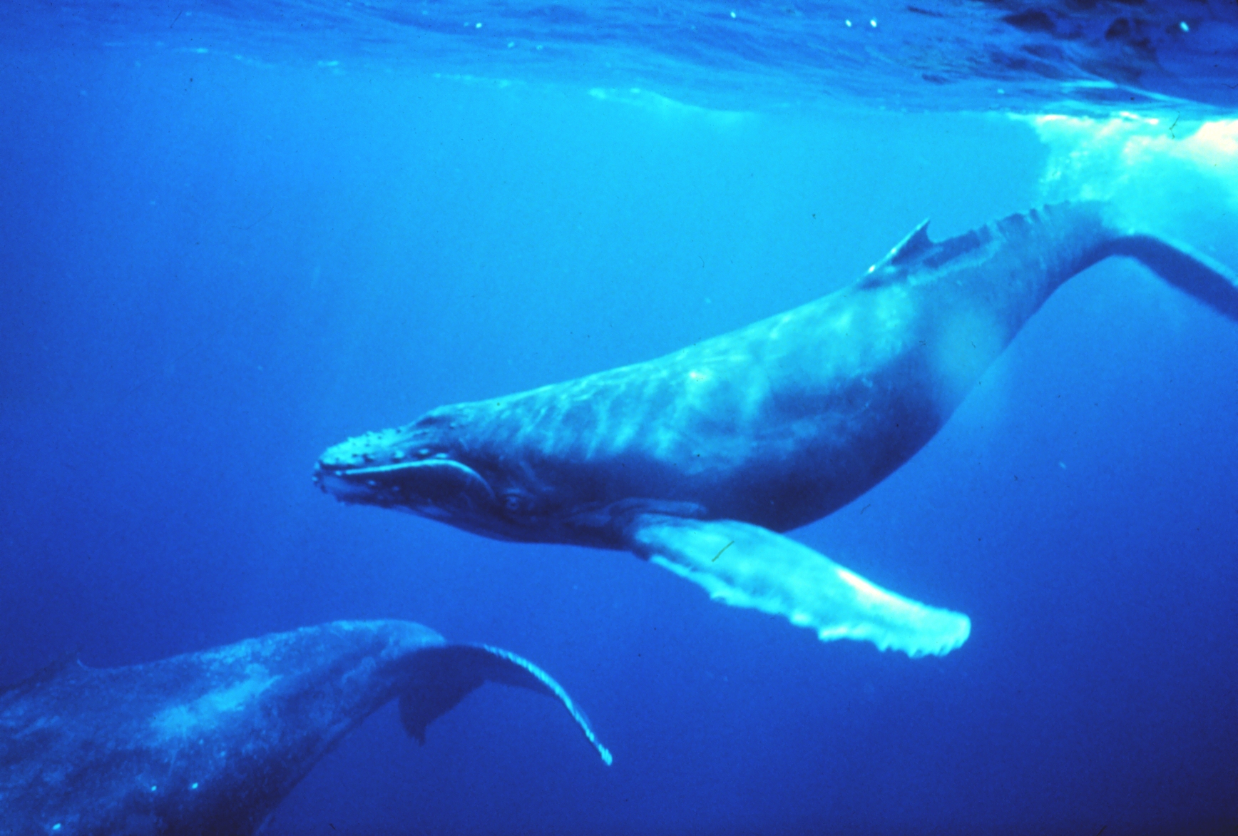 ザトウクジラは隣の歌い手に合わせてリアルタイムで音程を変える