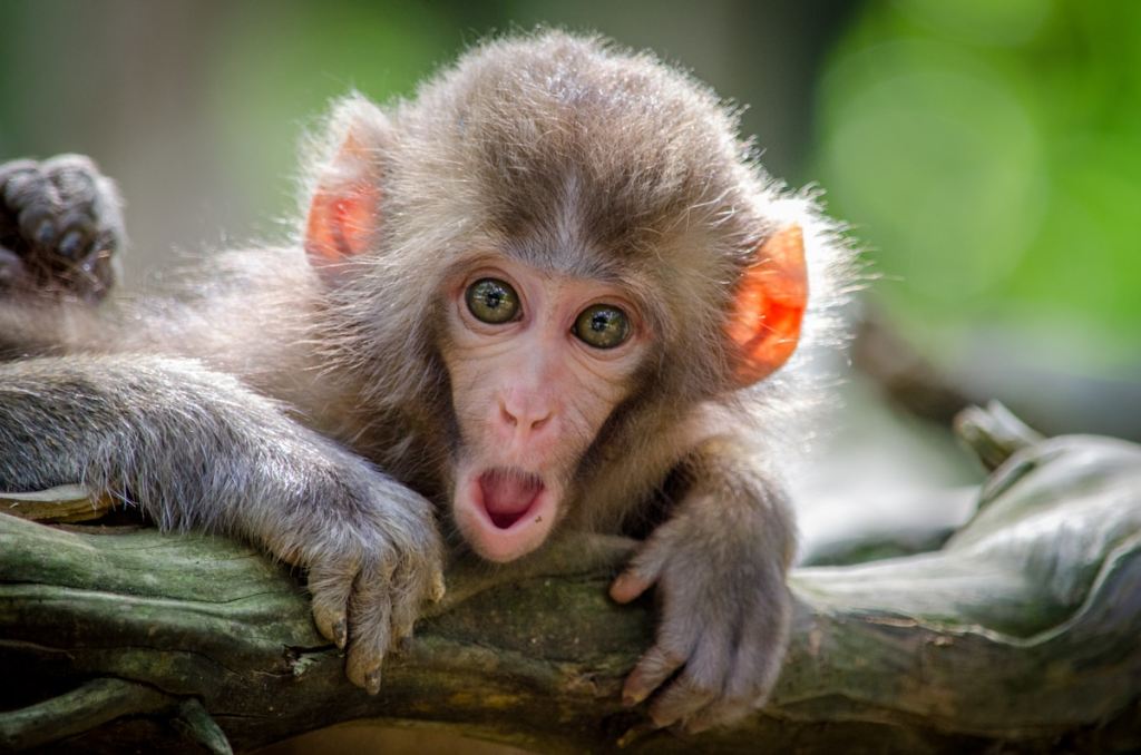 🌍🐾 世界の動物・昆虫ニュース —&nbsp;2026.04.04