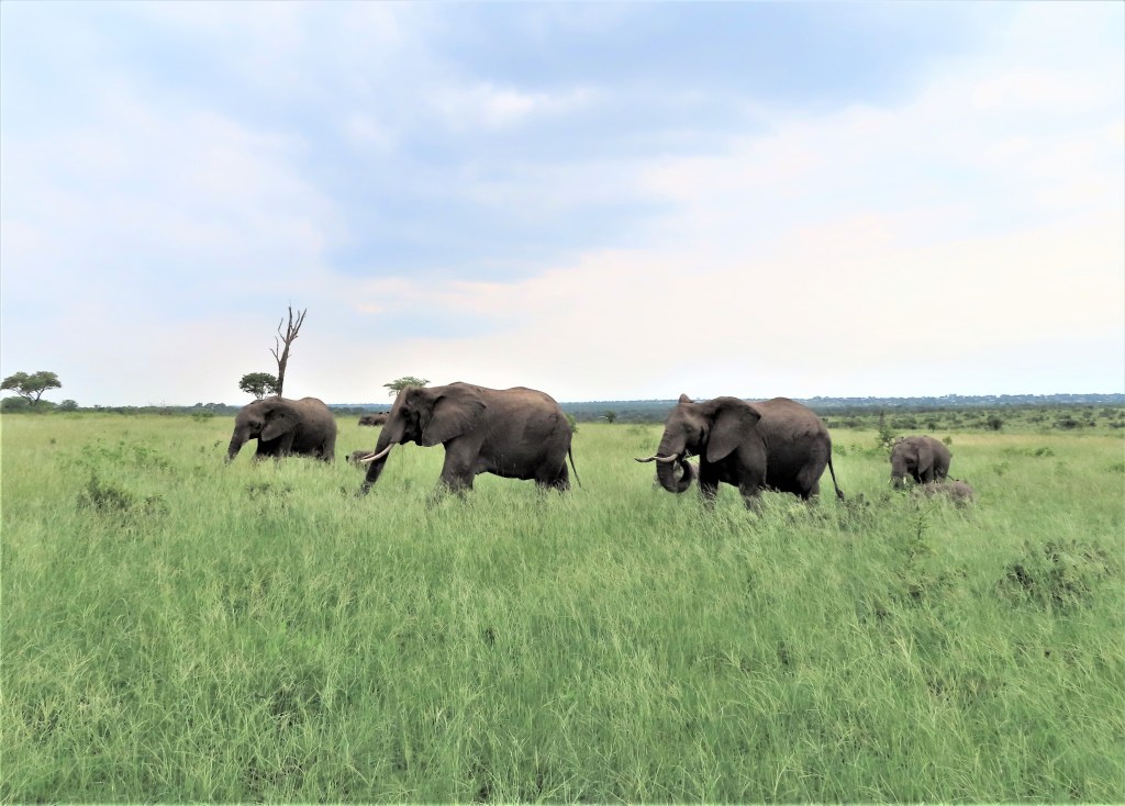 🌍🐾 世界の動物・昆虫ニュース —&nbsp;2026.04.25
