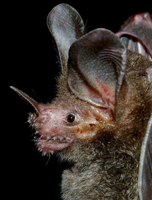 🌍🐾 世界の動物・昆虫ニュース —&nbsp;2026.05.25