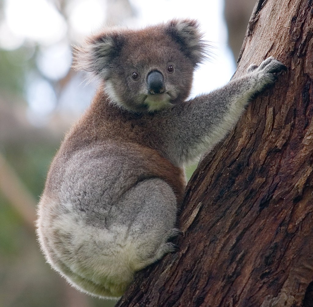 🌍🐾 世界の動物・昆虫ニュース —&nbsp;2026.05.15