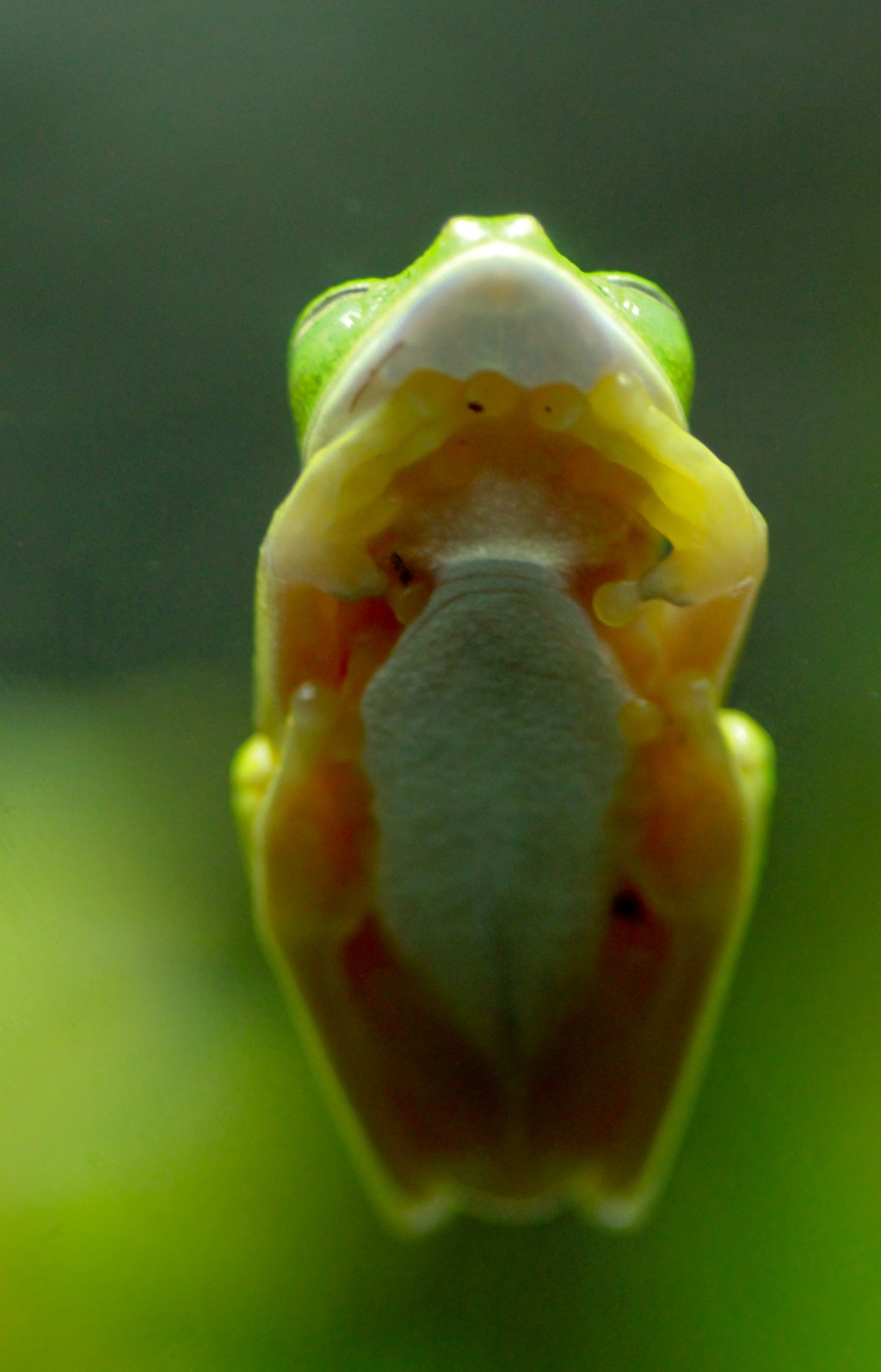 🌍🐾 世界の動物・昆虫ニュース —&nbsp;2026.05.04