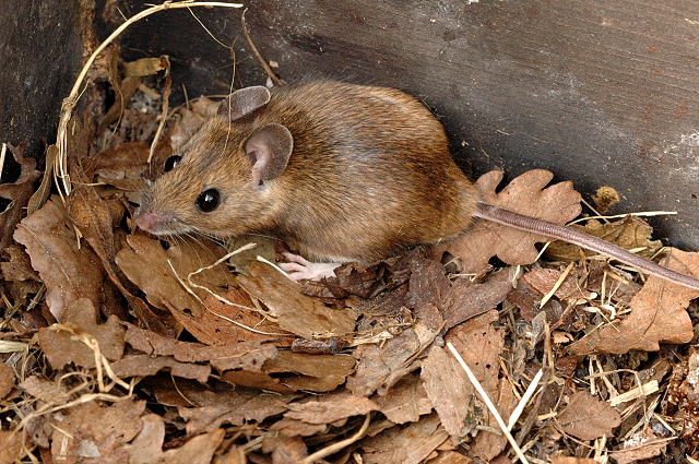 🌍🐾 世界の動物・昆虫ニュース —&nbsp;2026.05.28