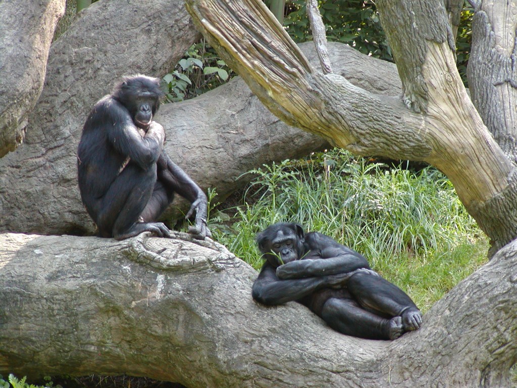 🌍🐾 世界の動物・昆虫ニュース —&nbsp;2026.06.30