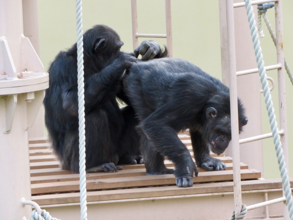 🌍🐾 世界の動物・昆虫ニュース ―&nbsp;2026.06.01