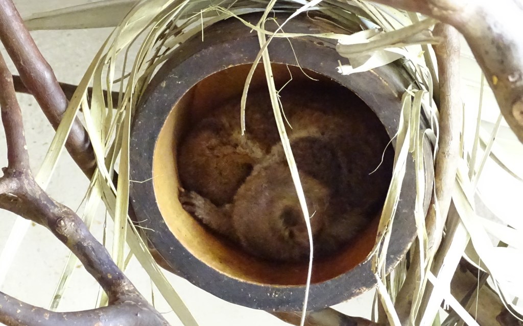 🌍🐾 世界の動物・昆虫ニュース — 2026.06.21