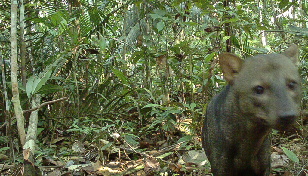 🌍🐾 世界の動物・昆虫ニュース —&nbsp;2026.06.26