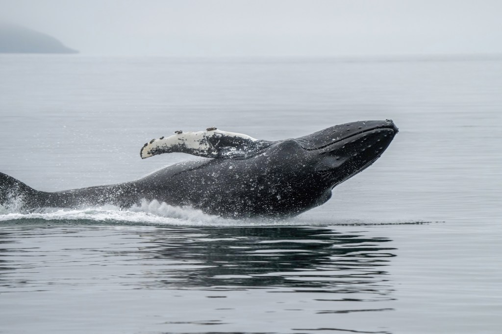 🌍🐾 世界の動物・昆虫ニュース — 2026.06.16