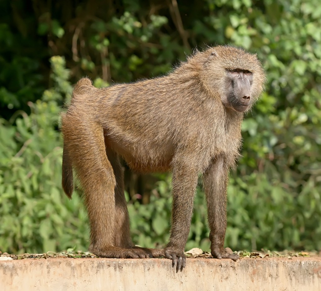 🌍🐾 世界の動物・昆虫ニュース —&nbsp;2026.07.21