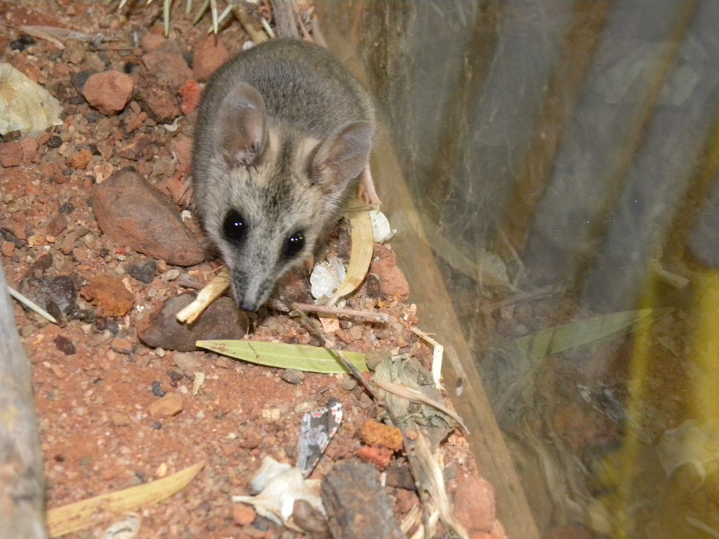 🌍🐾 世界の動物・昆虫ニュース —&nbsp;2026.07.20